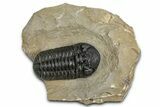 Detailed Phacopid (Morocops) Trilobite - Foum Zguid, Morocco #363149-2